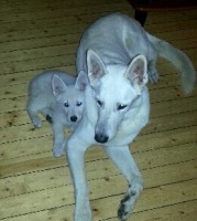 /album/hundtankar/a1-jpg/
